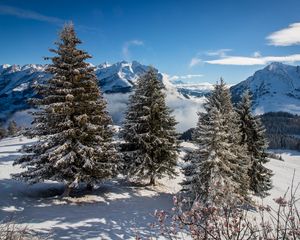 Preview wallpaper spruce, mountains, snow, snowy