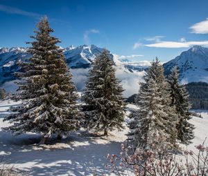 Preview wallpaper spruce, mountains, snow, snowy