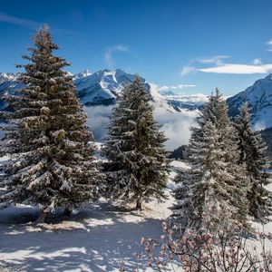 Preview wallpaper spruce, mountains, snow, snowy