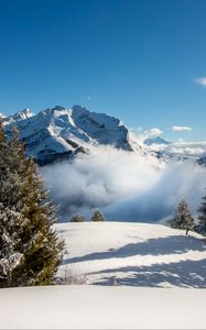 Preview wallpaper spruce, mountains, snow, fog, snowy