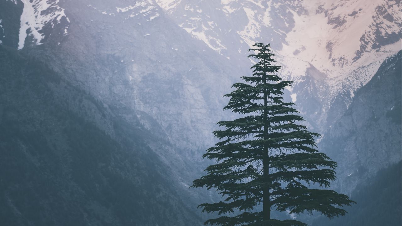 Wallpaper spruce, mountains, snow, nature