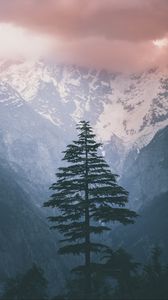 Preview wallpaper spruce, mountains, snow, nature