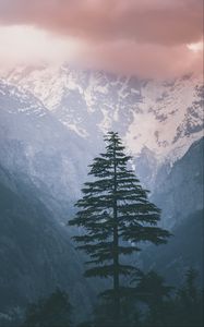 Preview wallpaper spruce, mountains, snow, nature