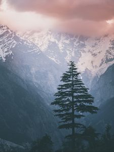 Preview wallpaper spruce, mountains, snow, nature