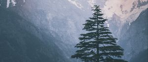 Preview wallpaper spruce, mountains, snow, nature