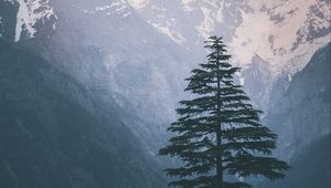 Preview wallpaper spruce, mountains, snow, nature