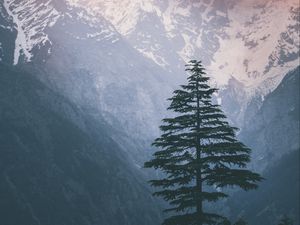 Preview wallpaper spruce, mountains, snow, nature