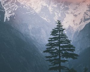 Preview wallpaper spruce, mountains, snow, nature