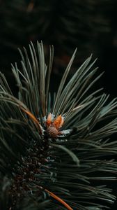 Preview wallpaper spruce, needles, branch, green, macro