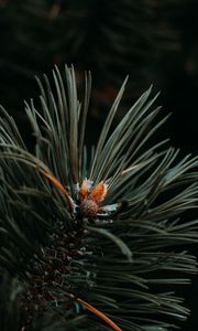 Preview wallpaper spruce, needles, branch, green, macro