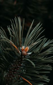 Preview wallpaper spruce, needles, branch, green, macro