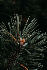 Preview wallpaper spruce, needles, branch, green, macro