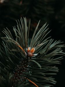 Preview wallpaper spruce, needles, branch, green, macro