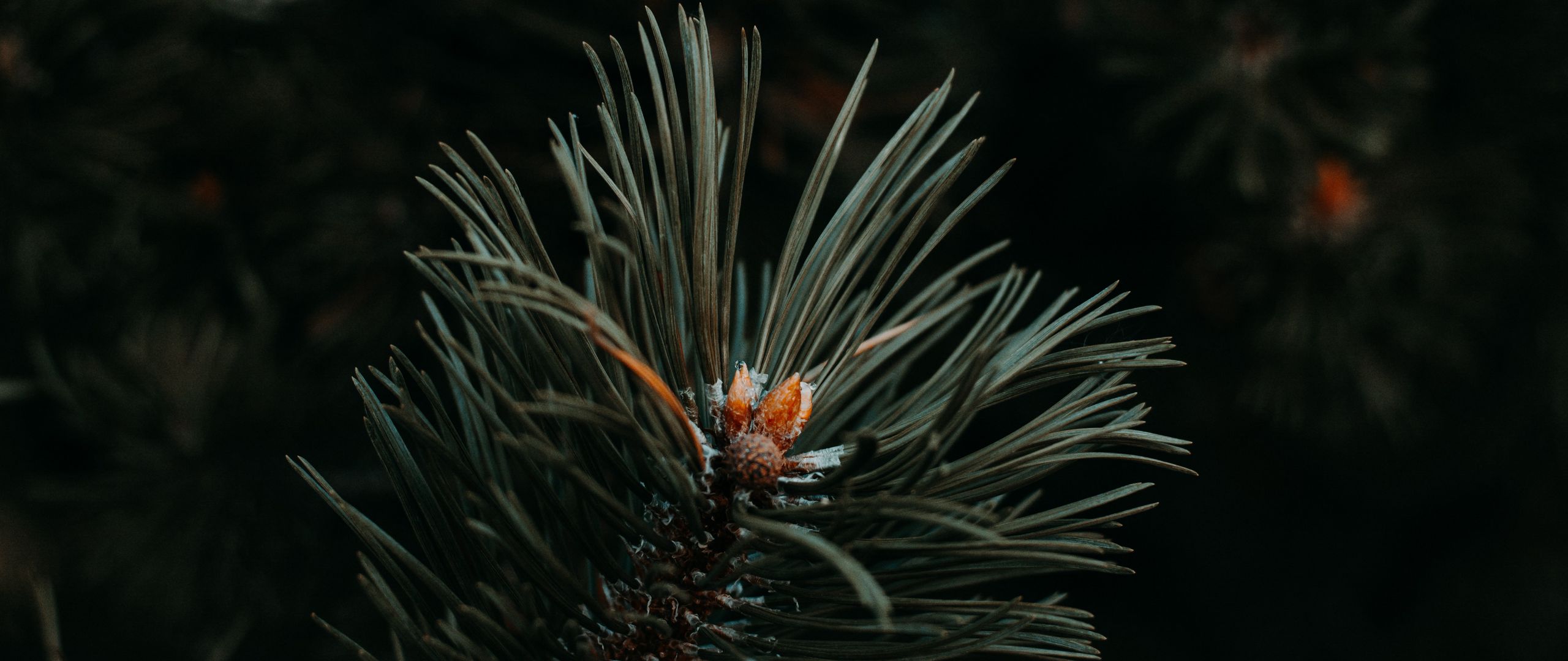Download wallpaper 2560x1080 spruce, needles, branch, green, macro dual