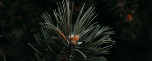 Preview wallpaper spruce, needles, branch, green, macro