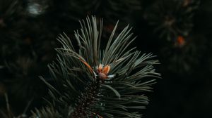 Preview wallpaper spruce, needles, branch, green, macro