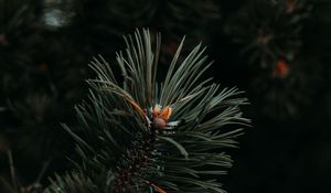 Preview wallpaper spruce, needles, branch, green, macro