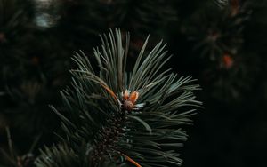 Preview wallpaper spruce, needles, branch, green, macro