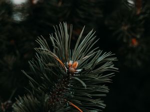 Preview wallpaper spruce, needles, branch, green, macro