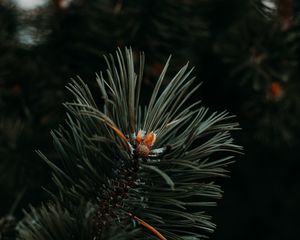 Preview wallpaper spruce, needles, branch, green, macro