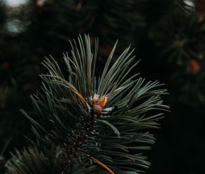 Preview wallpaper spruce, needles, branch, green, macro