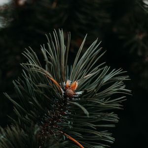 Preview wallpaper spruce, needles, branch, green, macro