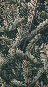 Preview wallpaper spruce, needles, branches, green