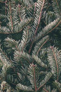 Preview wallpaper spruce, needles, branches, green