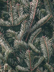 Preview wallpaper spruce, needles, branches, green