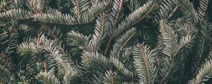 Preview wallpaper spruce, needles, branches, green