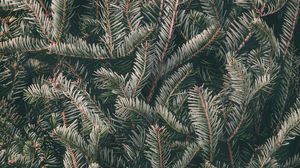 Preview wallpaper spruce, needles, branches, green