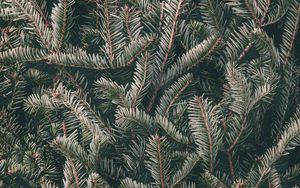 Preview wallpaper spruce, needles, branches, green