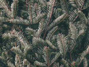 Preview wallpaper spruce, needles, branches, green