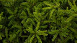 Preview wallpaper spruce, needles, branches, plant, green
