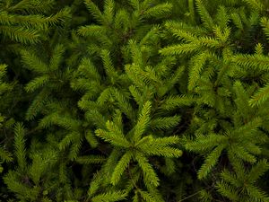 Preview wallpaper spruce, needles, branches, plant, green