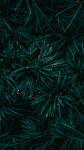 Preview wallpaper spruce, needles, branches, green, macro