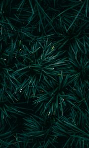 Preview wallpaper spruce, needles, branches, green, macro