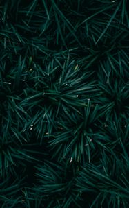 Preview wallpaper spruce, needles, branches, green, macro