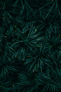 Preview wallpaper spruce, needles, branches, green, macro