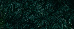 Preview wallpaper spruce, needles, branches, green, macro