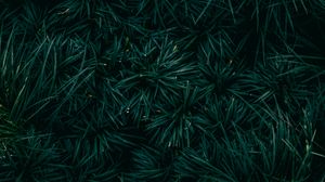 Preview wallpaper spruce, needles, branches, green, macro