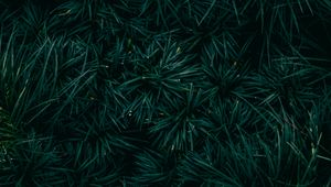 Preview wallpaper spruce, needles, branches, green, macro