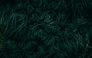 Preview wallpaper spruce, needles, branches, green, macro