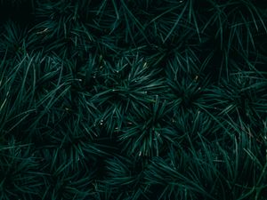 Preview wallpaper spruce, needles, branches, green, macro