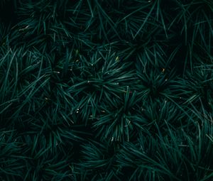 Preview wallpaper spruce, needles, branches, green, macro