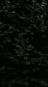 Preview wallpaper spruce, needles, branches, tree, green