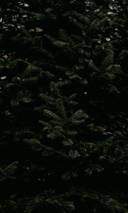 Preview wallpaper spruce, needles, branches, tree, green
