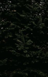 Preview wallpaper spruce, needles, branches, tree, green