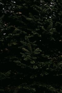 Preview wallpaper spruce, needles, branches, tree, green