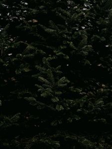 Preview wallpaper spruce, needles, branches, tree, green